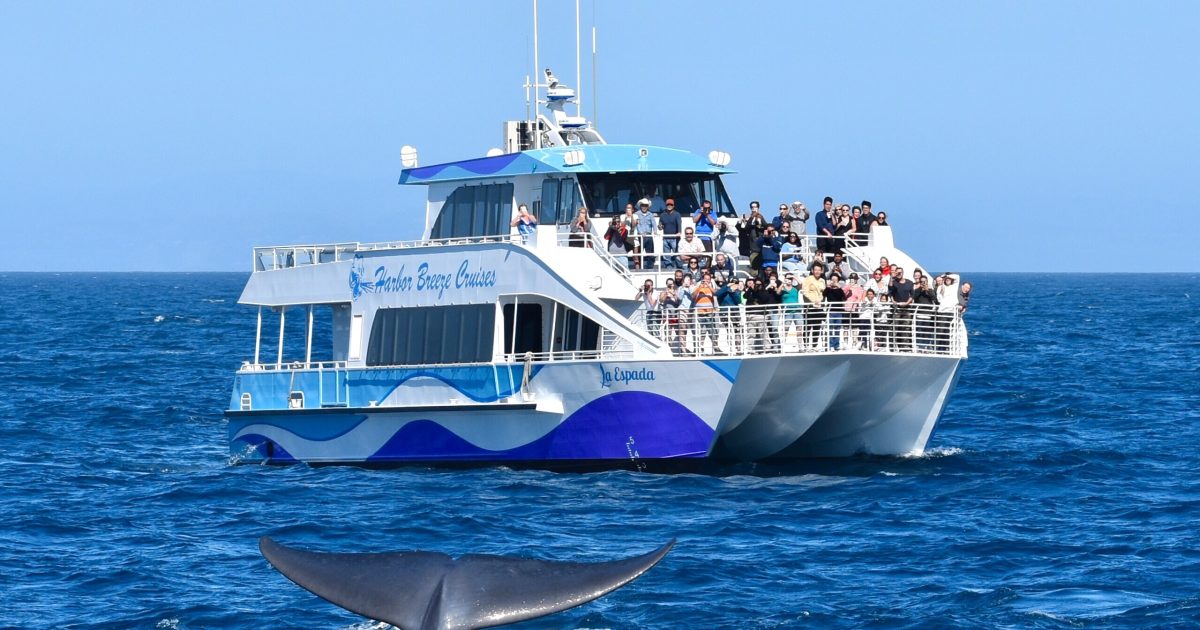 Long Beach Whale Watching with Harbor Breeze | Visit Long Beach